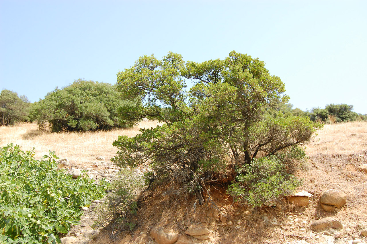 Mediterranean landscape with bushes - Alegri Free Photos ...