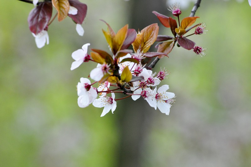 Apple tree bloom free photo