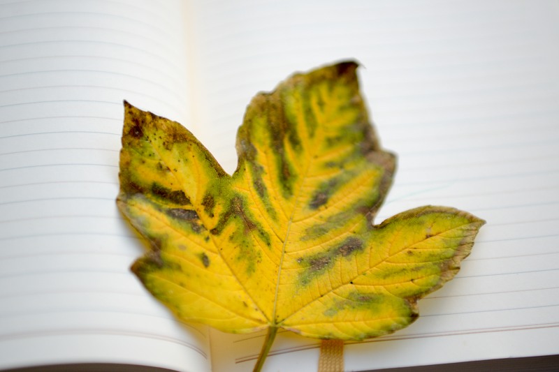 Autumn leaf book pages free photo