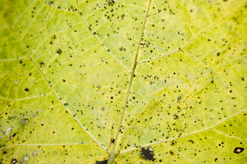 Autumn leaf surface macro free photo