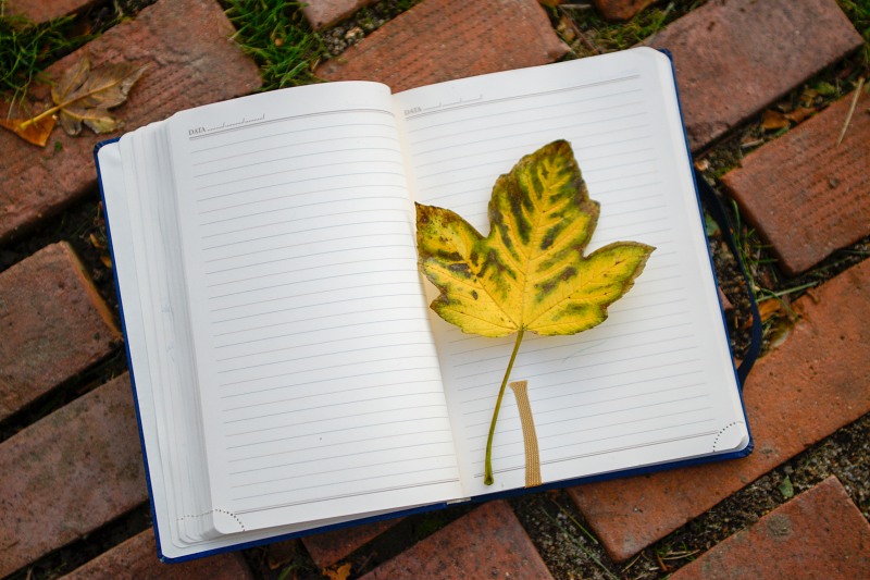 Autumn maple leaf agenda pages free photo