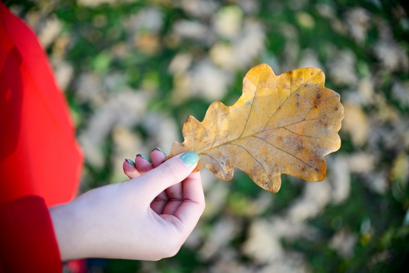 Autumn oak leaf in woman hand free photo