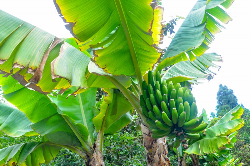 Banana tree plantation free photo