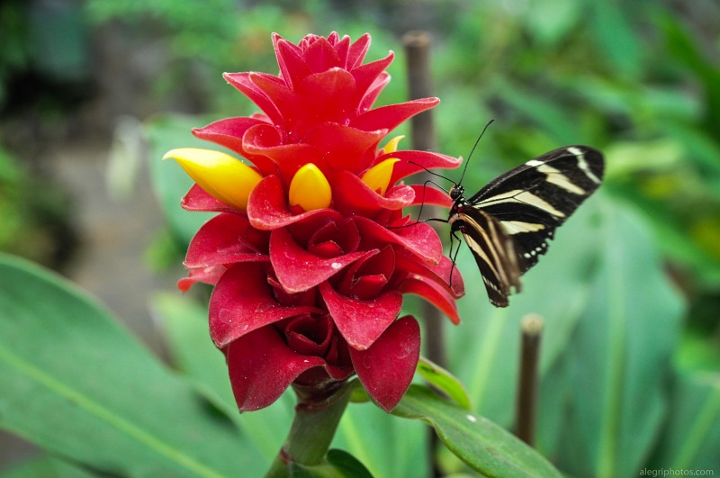 Butterfly red tropical flower free photo