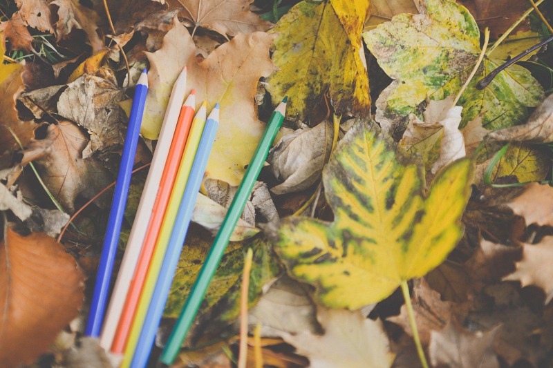 Colored crayons in autumn leaves free photo