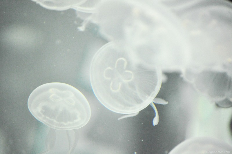 Common jelyfish free photo