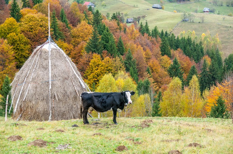 Cow and haystack free photo