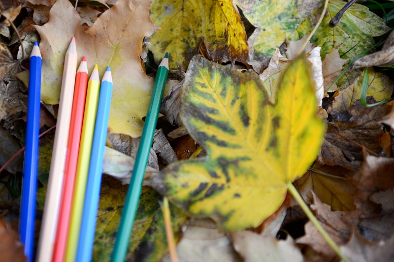 Crayons school autumn leaves free photo