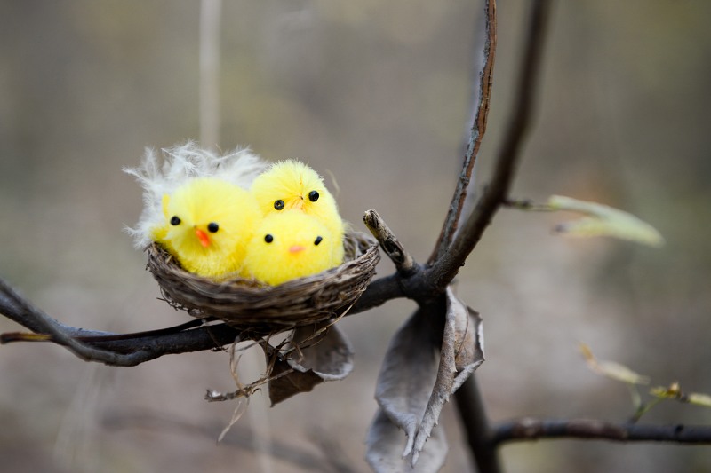 Cute little birds in a nest free photo