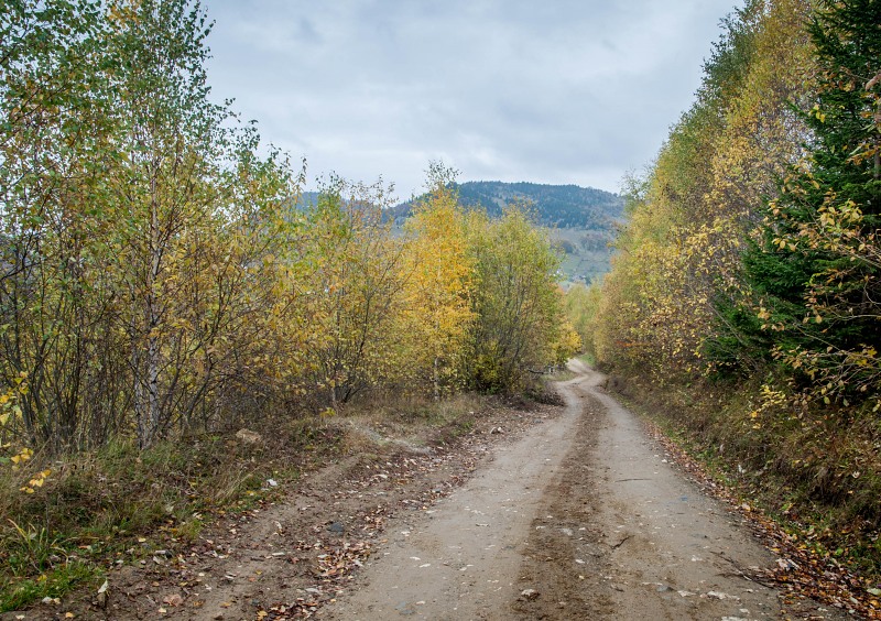 Dirt road forest autumn free photo