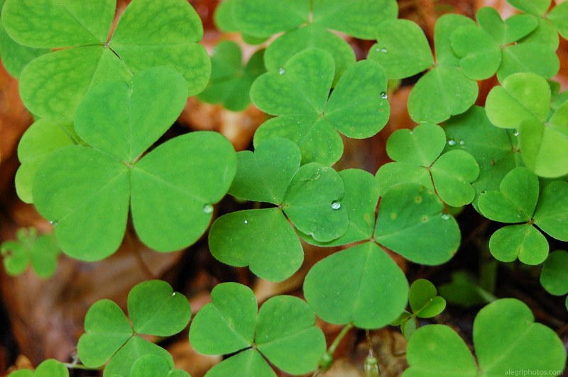 Group of clover plants free photo