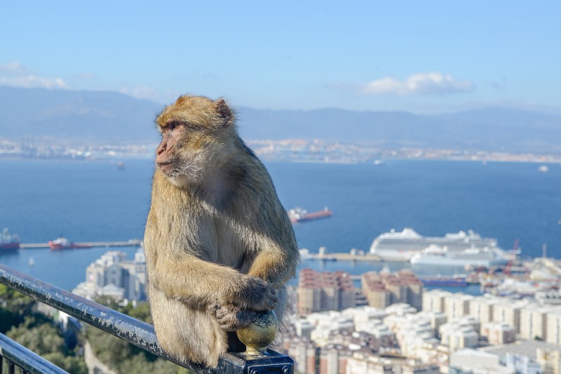 Monkey on a railing in Gibraltar free photo
