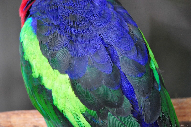 Multicolor parrot feathers free photo