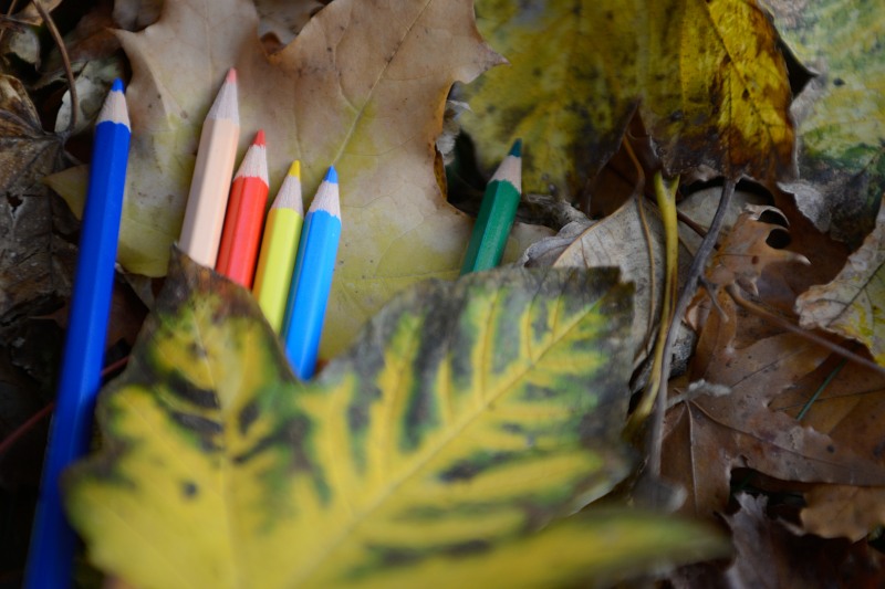 Multicolor pencils beneath autumn leaves free photo