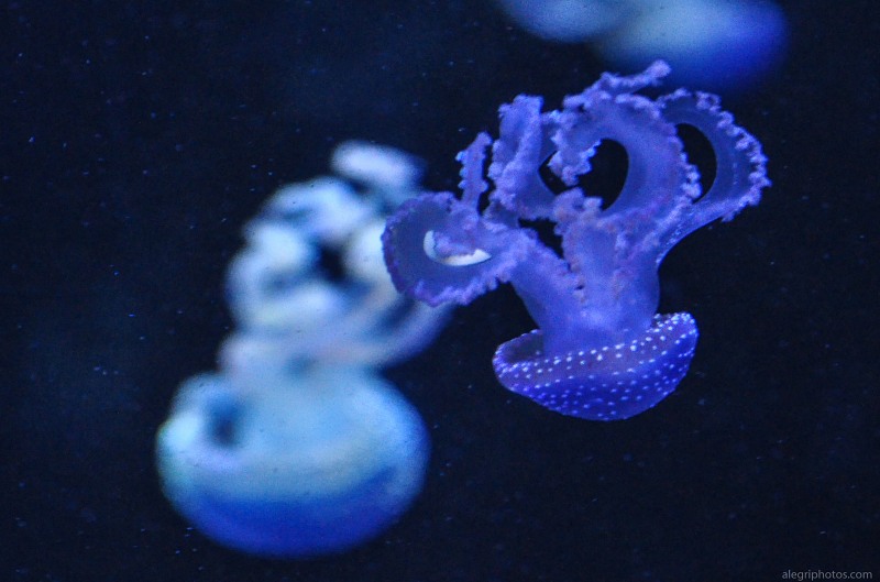Ocean blue jellyfish free photo