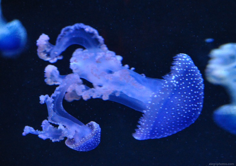 Pair of blue deep jellyfish free photo