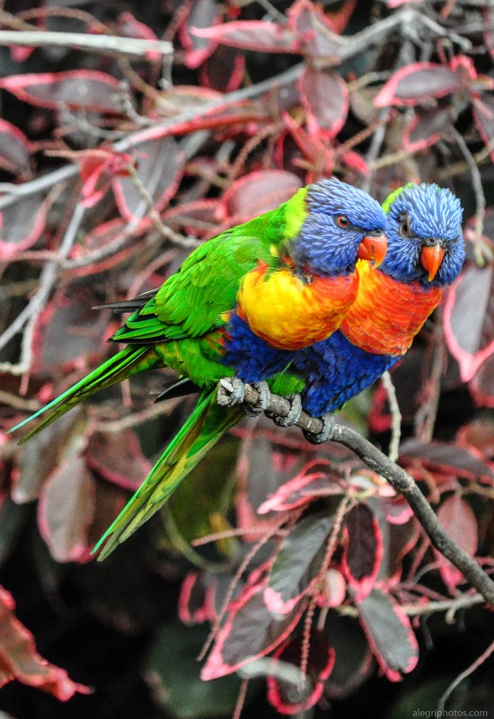 Pair of exotic parrots