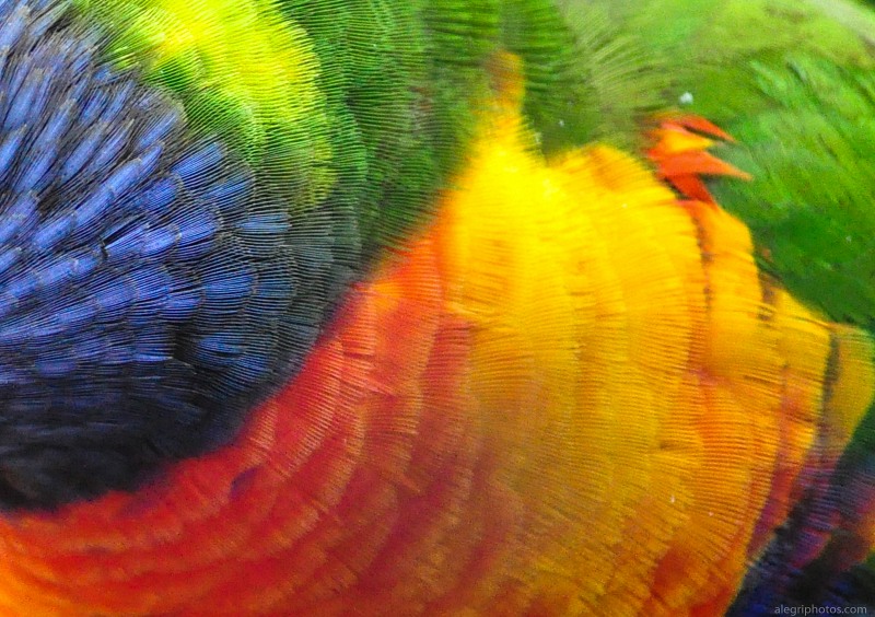 Parrot feathers macro free photo