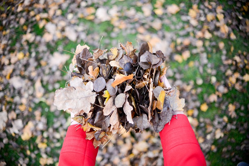 Pile of autumn leaf in hands free photo