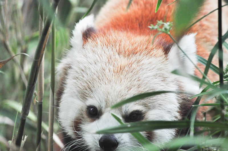 Red panda bamboo free photo