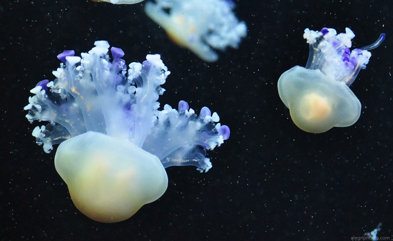 Small and big jellyfish free photo
