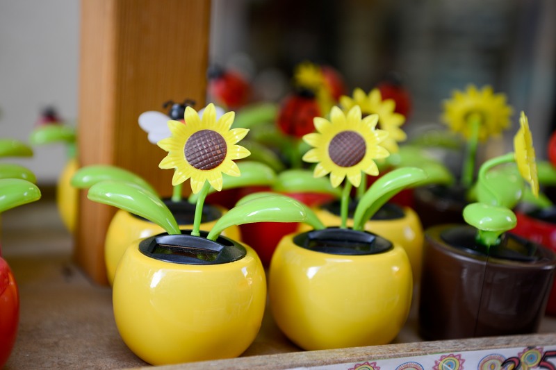 Sunflower in a pot decoration free photo