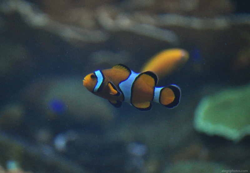 Tropical clown fish free photo