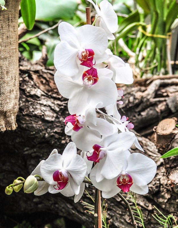 White blue orchid flower