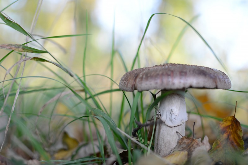 Wild grey mushroom free photo