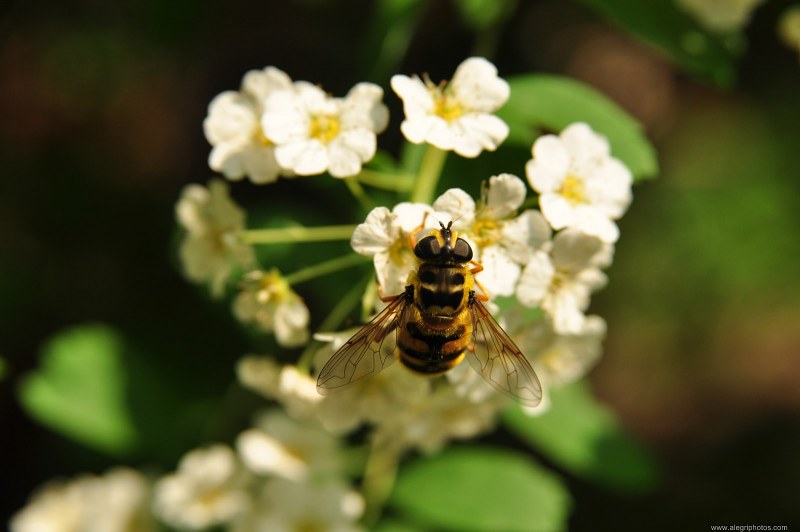 Bee pollination free photo