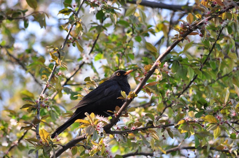 Blackbird on a branch in bloom free photo