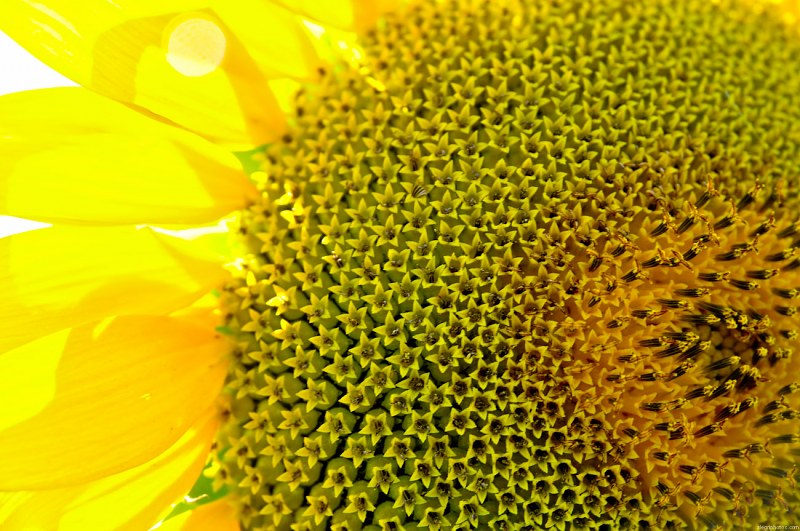 Bloomed sunflower free photo