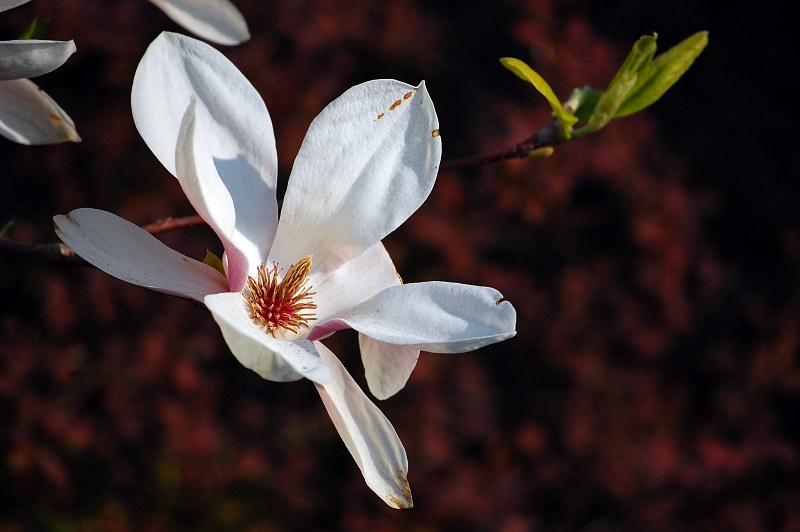 Blossomed magnolia free photo