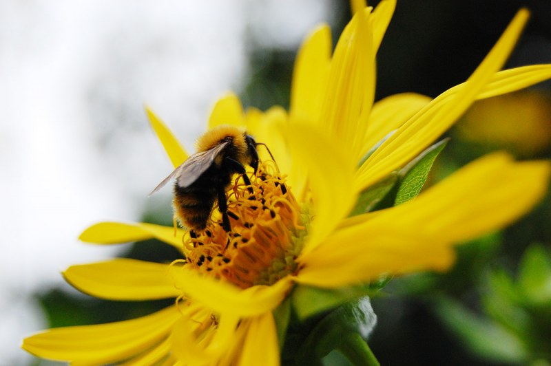 Bumble-bee on yellow flower free photo