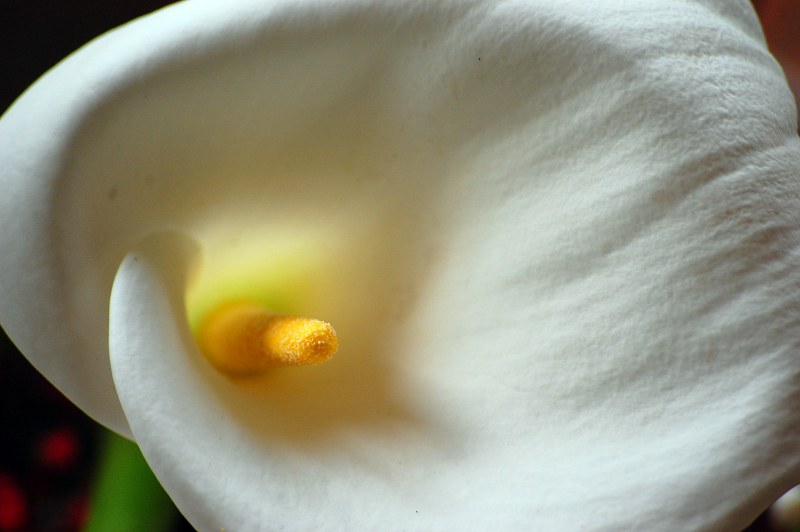 Calla flower interior free photo