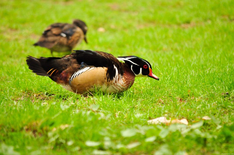 Carolina ducks in garden free photo