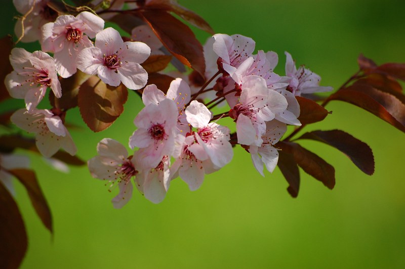 Cherry branch in bloom free photo