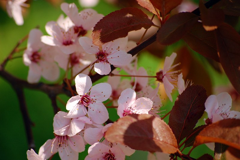 Cherry flowers in spring free photo