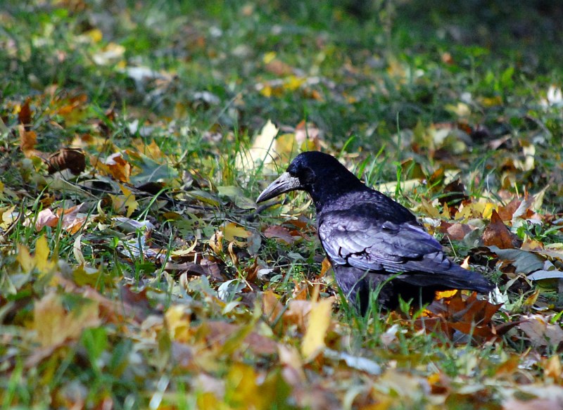 Common raven looking for food free photo