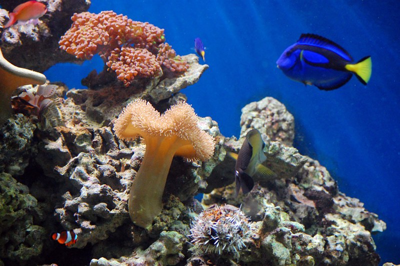 Coral reef with fish free photo