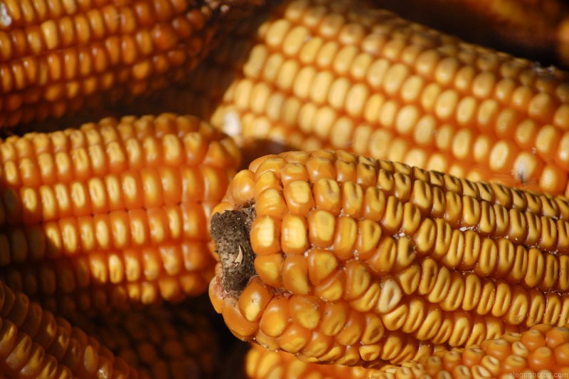 Corn cobs free photo