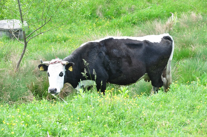 Cow on pasture free photo
