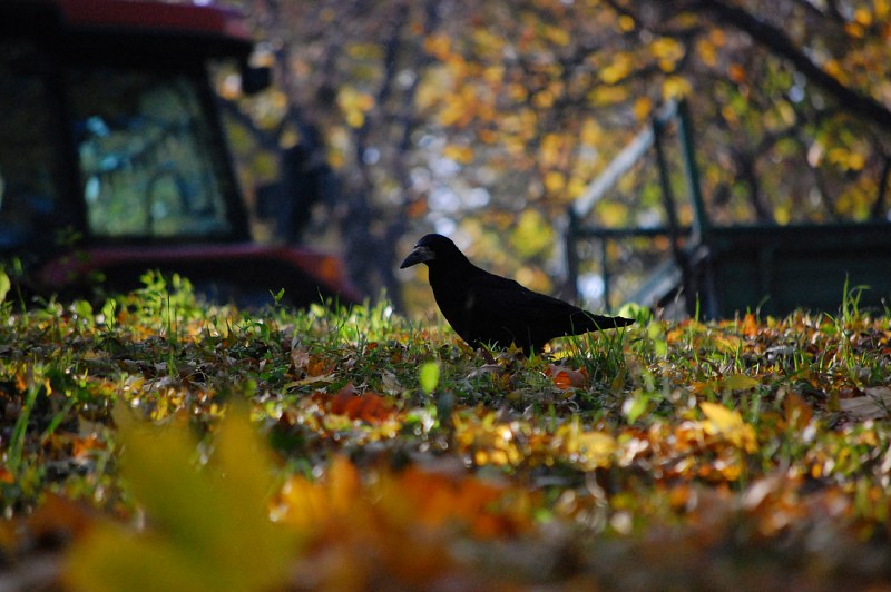 Crow in park free photo