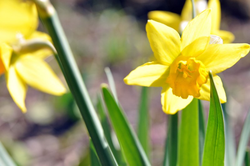 Daffodil flower closeup free photo