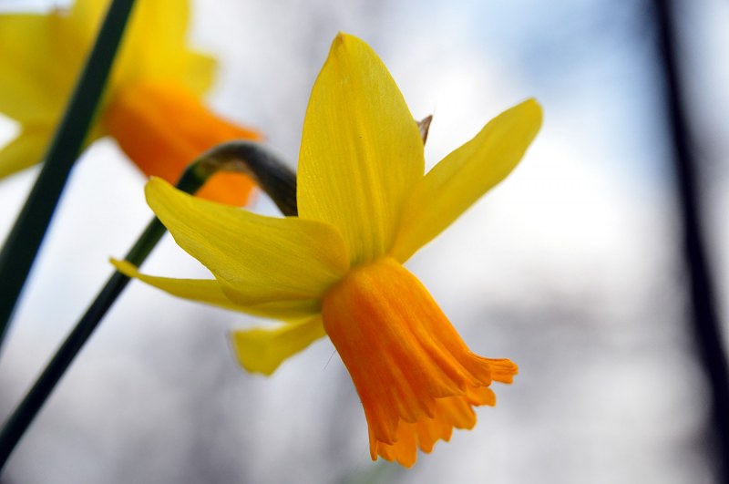 Daffodil macro free photo