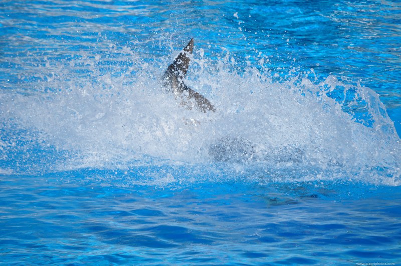 Dolphin splash free photo