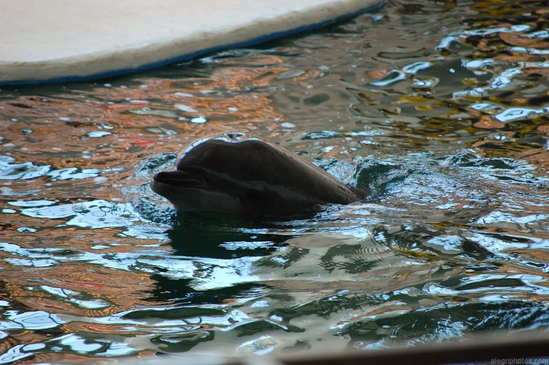 Dolphin swimming free photo