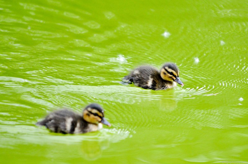 Ducklings free photo