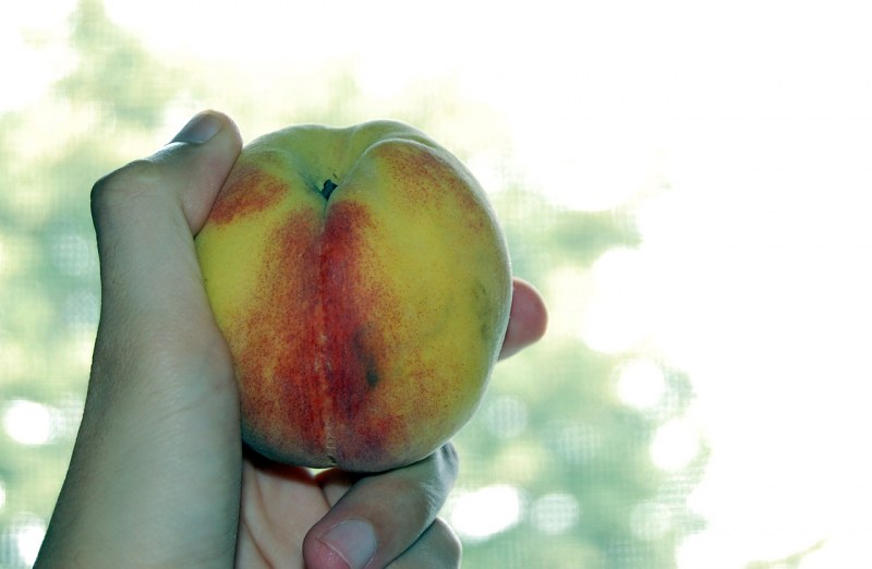 Eating a peach free photo