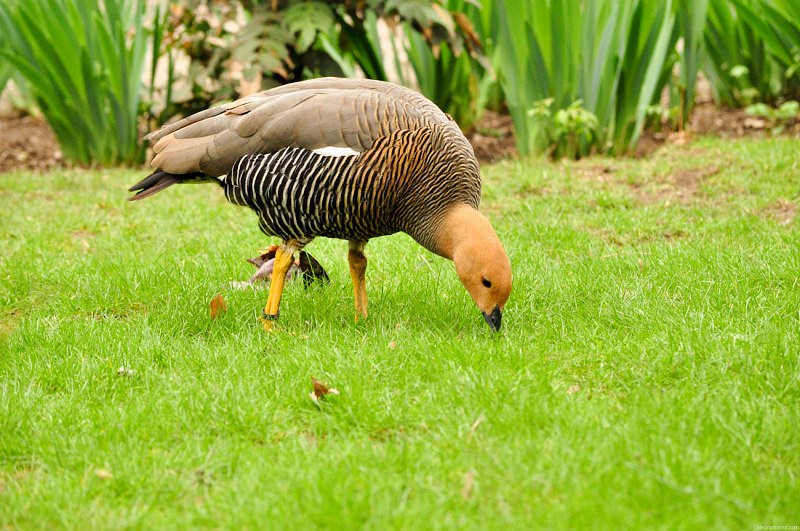 Egyptian goose eating grass free photo